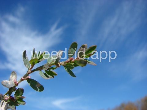 knotweed, striate